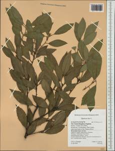 Quercus ilex L., Western Europe (EUR) (United Kingdom)