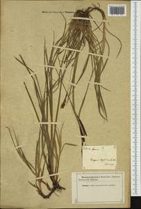 Carex flacca Schreb., Western Europe (EUR) (Not classified)