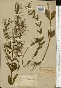 Epilobium roseum (Schreb.) Schreb., Eastern Europe, North-Western region (E2) (Russia)