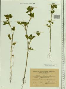 Trifolium diffusum Ehrh., Eastern Europe, Moldova (E13a) (Moldova)