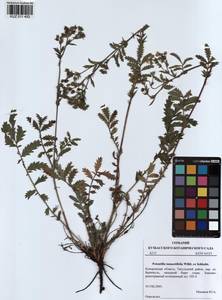 Potentilla tanacetifolia Willd. ex D. F. K. Schltdl., Siberia, Altai & Sayany Mountains (S2) (Russia)