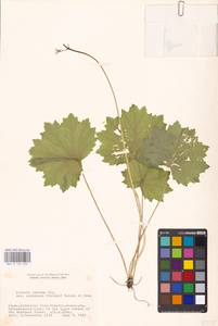 Primula jesoana Miq., South Asia, South Asia (Asia outside ex-Soviet states and Mongolia) (ASIA) (Japan)
