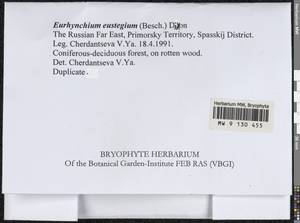 Eurhynchiadelphus eustegia (Besch.) Ignatov & Huttunen, Bryophytes, Bryophytes - Russian Far East (excl. Chukotka & Kamchatka) (B20) (Russia)