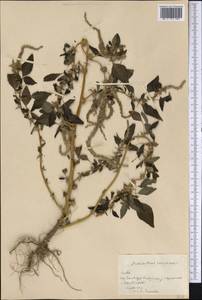Amaranthus spinosus L., America (AMER) (Cuba)