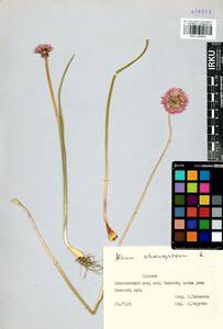 Allium schoenoprasum L., Siberia, Baikal & Transbaikal region (S4) (Russia)