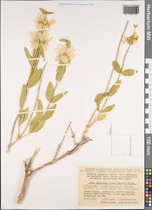 Moluccella olgae (Regel) Ryding, Middle Asia, Pamir & Pamiro-Alai (M2) (Uzbekistan)