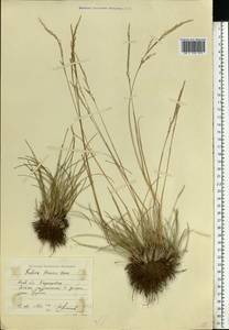 Festuca beckeri (Hack.) Trautv., Eastern Europe, North Ukrainian region (E11) (Ukraine)