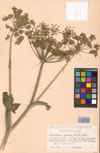 Heracleum asperum (Hoffm.) M. Bieb., Eastern Europe, Moscow region (E4a) (Russia)