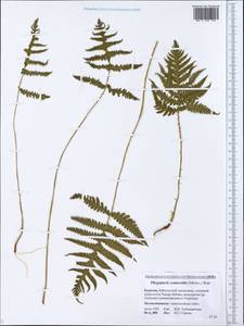 Phegopteris connectilis (Michx.) Watt, Siberia, Baikal & Transbaikal region (S4) (Russia)