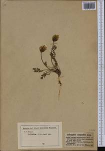 Oxytropis campestris (L.)DC., Western Europe (EUR) (Austria)