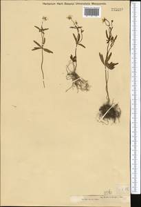 Ranunculus monophyllus Ovcz., Middle Asia, Muyunkumy, Balkhash & Betpak-Dala (M9) (Kazakhstan)