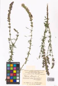 Hyssopus officinalis L., Eastern Europe, Moscow region (E4a) (Russia)