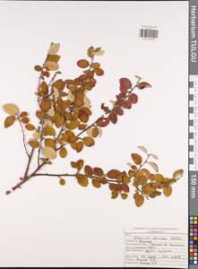 Cotoneaster alaunicus Golitsin, Eastern Europe, Central region (E4) (Russia)