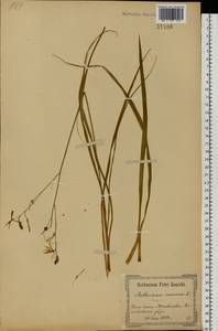 Anthericum ramosum L., Eastern Europe, North Ukrainian region (E11) (Ukraine)