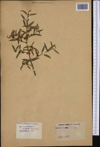 Phillyrea angustifolia L., Western Europe (EUR) (France)