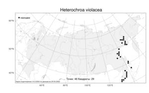 Heterochroa violacea (Ledeb.) Walp., Atlas of the Russian Flora (FLORUS) (Russia)