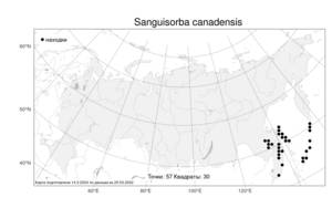 Sanguisorba canadensis L., Atlas of the Russian Flora (FLORUS) (Russia)