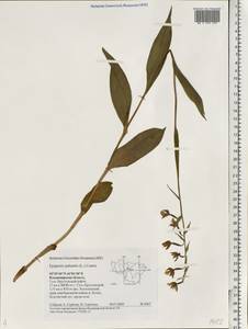 Epipactis palustris (L.) Crantz, Eastern Europe, Central region (E4) (Russia)