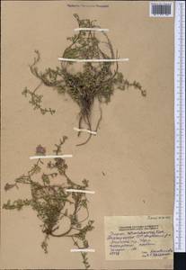 Thymus seravschanicus Klokov, Middle Asia, Pamir & Pamiro-Alai (M2) (Tajikistan)
