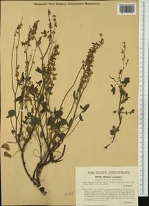 Rumex scutatus, Western Europe (EUR) (Austria)