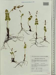 Botrychium lunaria (L.) Sw., Eastern Europe, Northern region (E1) (Russia)