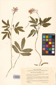 Cardamine quinquefolia (M.Bieb.) Schmalh., Eastern Europe, Central region (E4) (Russia)