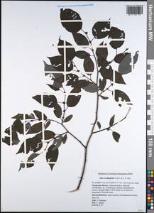 Chosenia cardiophylla (Trautv. & C. A. Mey.) N. Chao, Siberia, Russian Far East (S6) (Russia)