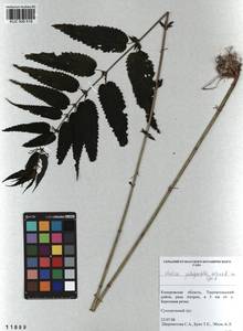 Urtica dioica subsp. pubescens (Ledeb.) Domin, Siberia, Altai & Sayany Mountains (S2) (Russia)