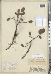 Salix arctica Pall., Eastern Europe, Northern region (E1) (Russia)