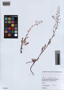 KUZ 005 141, Rorippa palustris (L.) Besser, Siberia, Altai & Sayany Mountains (S2) (Russia)