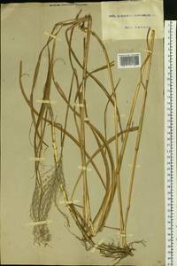 Miscanthus sacchariflorus (Maxim.) Benth. & Hook.f. ex Franch., Siberia, Russian Far East (S6) (Russia)