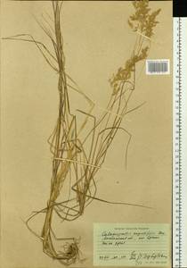 Calamagrostis angustifolia Kom., Siberia, Chukotka & Kamchatka (S7) (Russia)
