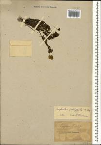 Euphorbia petrophila C.A.Mey., Caucasus (no precise locality) (K0)