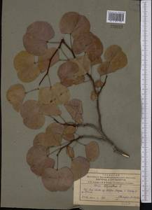 Cercis griffithii Boiss., Middle Asia, Pamir & Pamiro-Alai (M2) (Tajikistan)