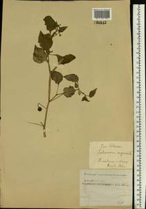 Solanum nigrum L., Eastern Europe, Moscow region (E4a) (Russia)