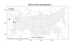 Ranunculus lanuginosus L., Atlas of the Russian Flora (FLORUS) (Russia)