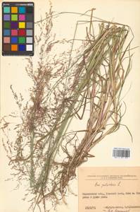 Poa palustris L., Siberia, Russian Far East (S6) (Russia)