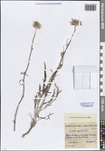 Jurinea cyanoides (L.) Rchb., Middle Asia, Northern & Central Kazakhstan (M10) (Kazakhstan)
