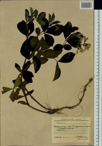 Thermopsis, Siberia, Russian Far East (S6) (Russia)