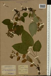 Pulmonaria obscura Dumort., Eastern Europe, South Ukrainian region (E12) (Ukraine)