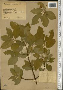 Euonymus europaeus L., Eastern Europe, Moldova (E13a) (Moldova)