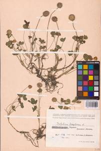 Trifolium fragiferum L., Eastern Europe, South Ukrainian region (E12) (Ukraine)