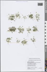 Ceratocephala orthoceras DC., Eastern Europe, Lower Volga region (E9) (Russia)