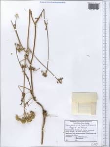 Semenovia transiliensis Regel & Herder, Middle Asia, Northern & Central Tian Shan (M4) (Kazakhstan)