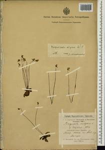 Pinguicula alpina L., Siberia, Central Siberia (S3) (Russia)
