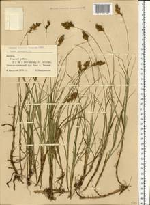 Carex arenaria L., Eastern Europe, Latvia (E2b) (Latvia)