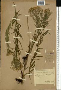 Galatella sedifolia subsp. sedifolia, Eastern Europe, Eastern region (E10) (Russia)