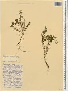 Thymus nummularius M.Bieb., Caucasus, Dagestan (K2) (Russia)
