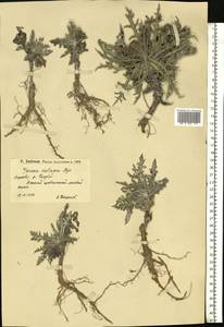 Jurinea cretacea Bunge, Eastern Europe, Lower Volga region (E9) (Russia)