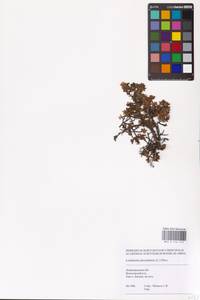 Kalmia procumbens (L.) Gift, Kron & P. F. Stevens, Eastern Europe, North-Western region (E2) (Russia)